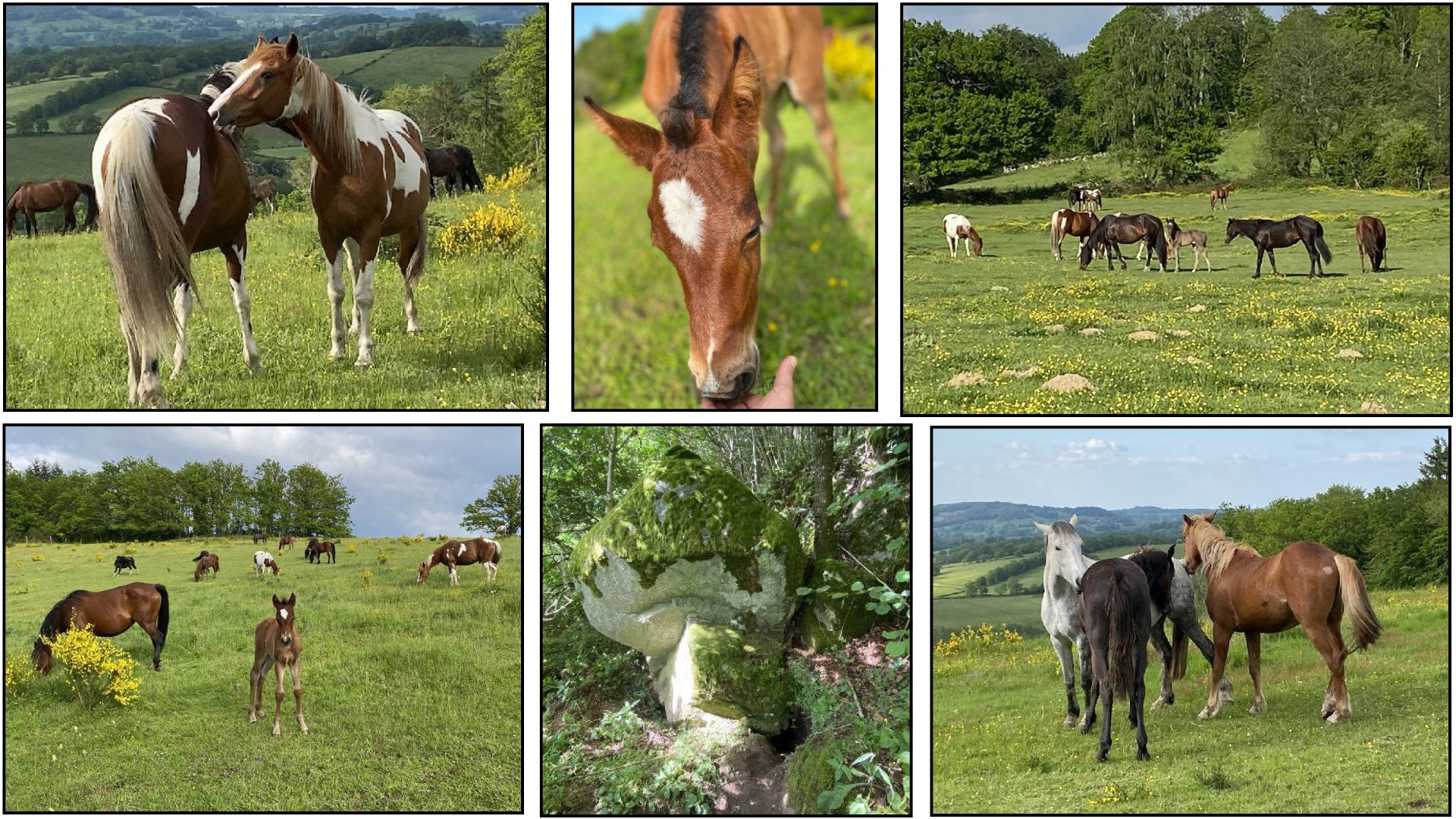 Domaine authentique et écologique avec son élevage de chevaux biologique et centre d'équithérapie